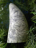 Scrimshaw Sperm whale tooth resin REPRODUCTION 